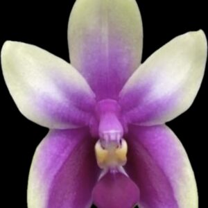 Phalaenopsis bellina ‘Fire Shape’
