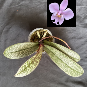 Phalaenopsis schilleriana