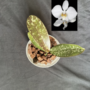 Phalaenopsis philippinensis