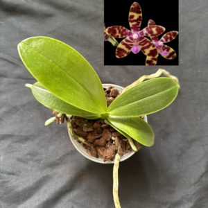 Phalaenopsis bastianii