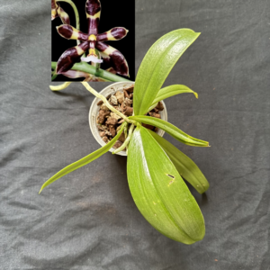 Phalaenopsis mannii ‘Black’
