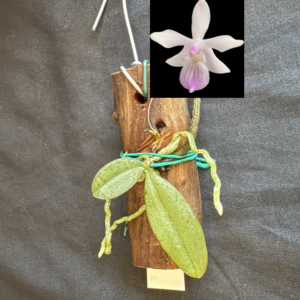 Phalaenopsis lindenii