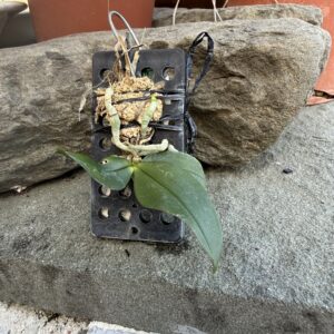 Phalaenopsis mirabilis